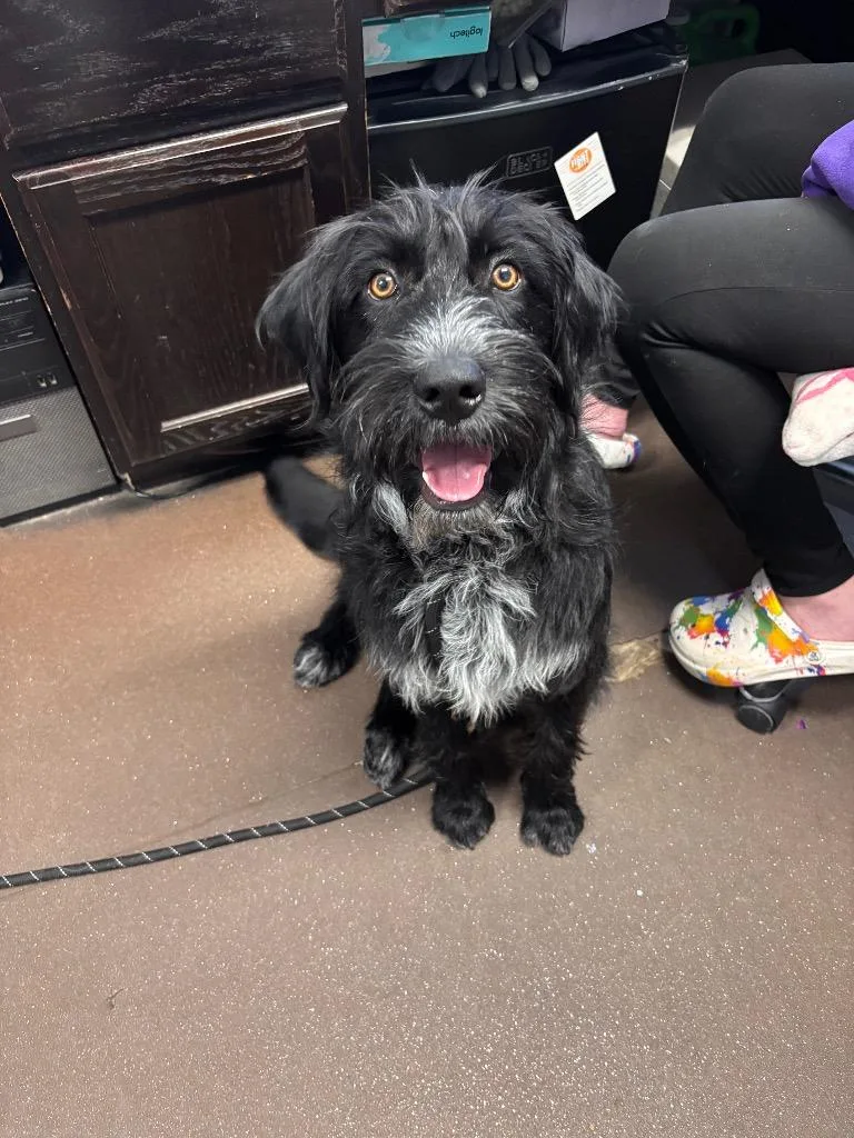 A baby medium-sized male Labrador Retriever dog named Denozo for adoption in Port Jervis, NY