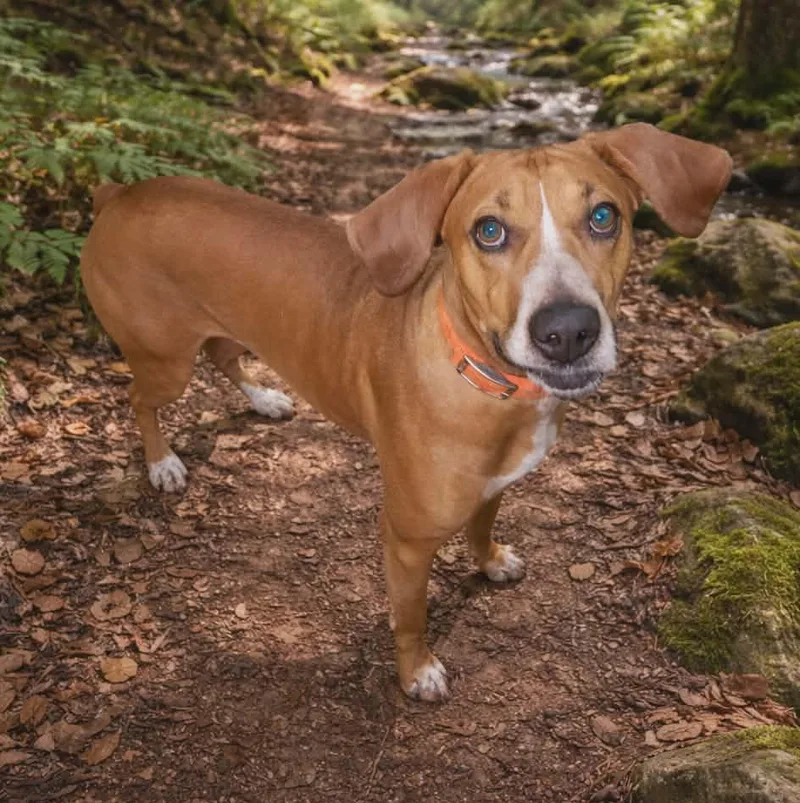 An adult medium-sized male Rhodesian Ridgeback dog named Gus for adoption in Philippi, WV