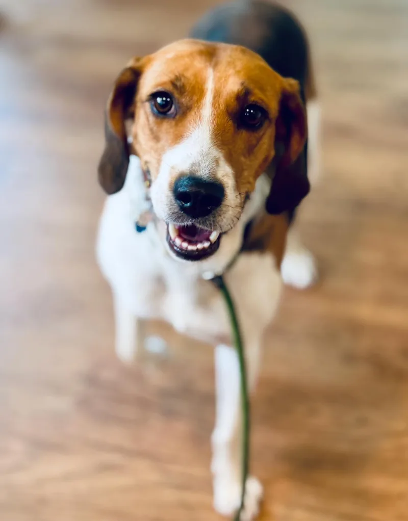 Honeysuckle thumbnail 4