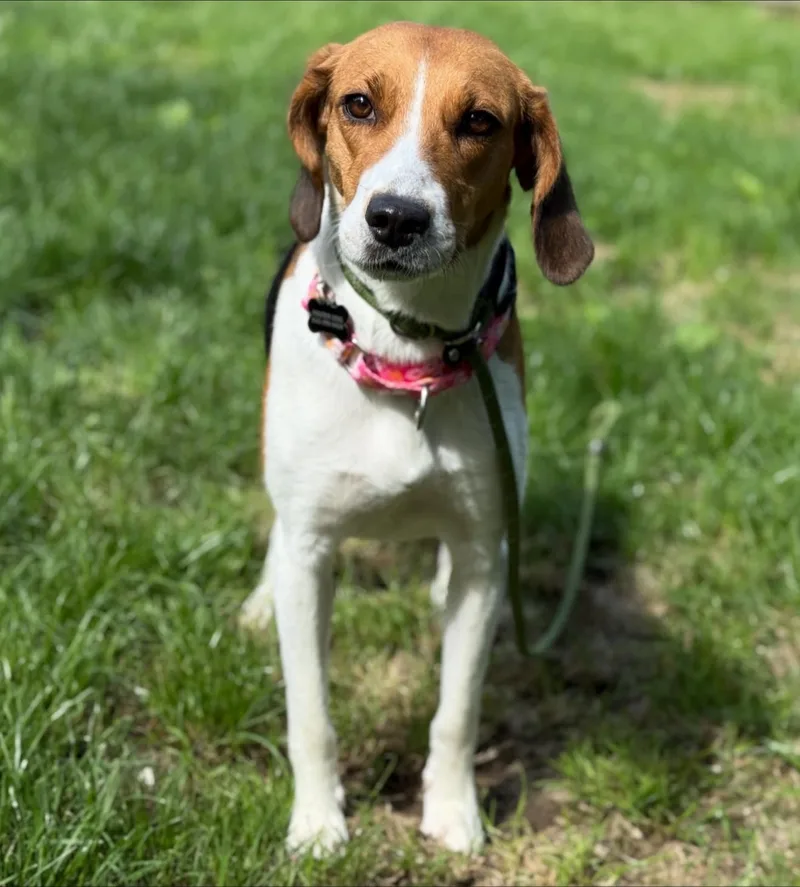 Honeysuckle thumbnail 5