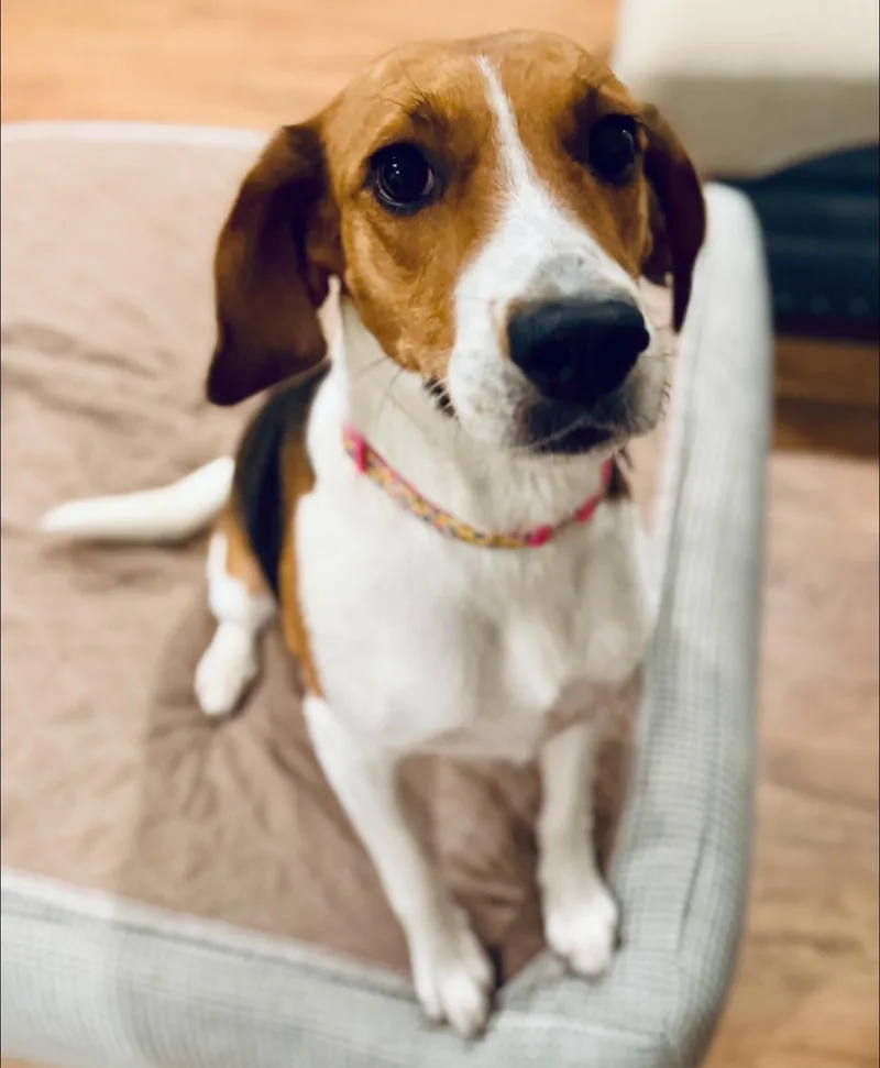 Honeysuckle thumbnail 6