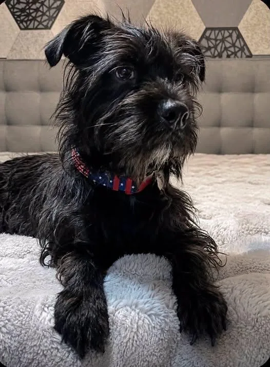 An adult small-sized male Black Terrier dog named Rex for adoption in San Tan Valley, AZ