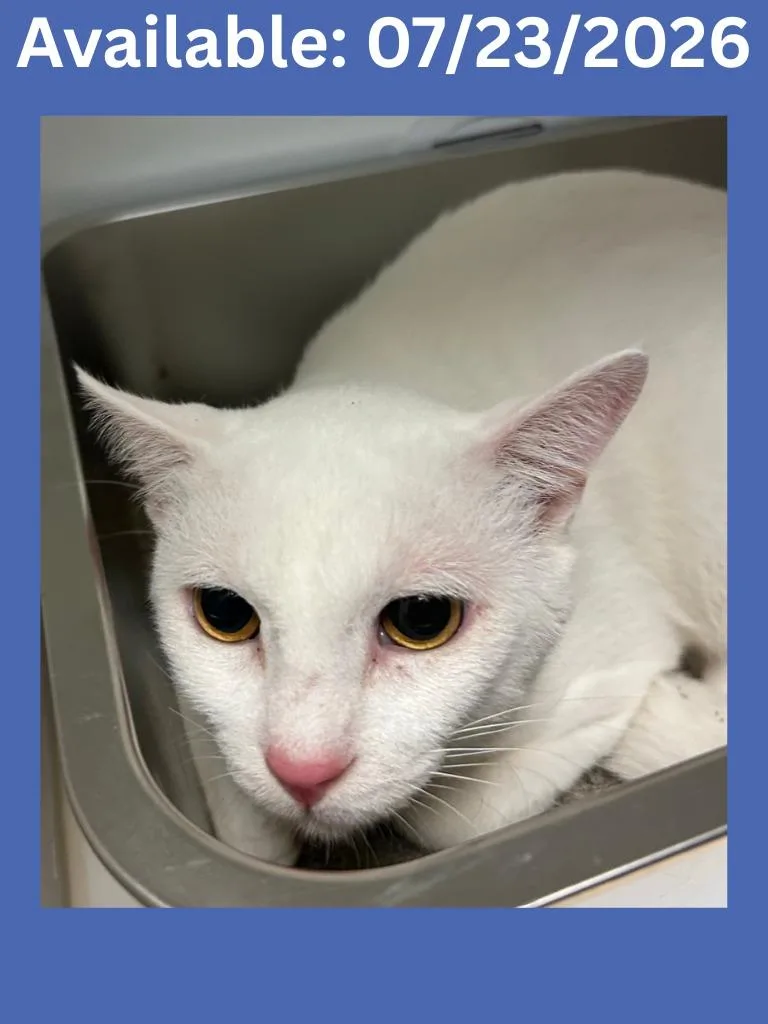 A young medium-sized male Domestic Short Hair cat named Cat Condo  "Sol for adoption in Greenville, TX