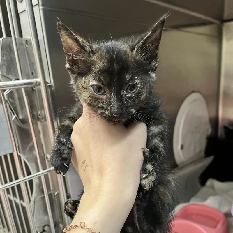 A baby small-sized female Black Domestic Short Hair cat named Daffy for adoption in Ardmore, OK