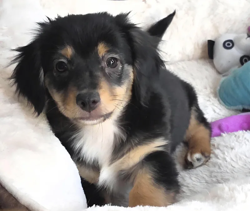 A baby small-sized male Tricolor (Brown, Black, & White) Dachshund (Miniature Long Haired) dog named Starski for adoption in Lancaster, CA