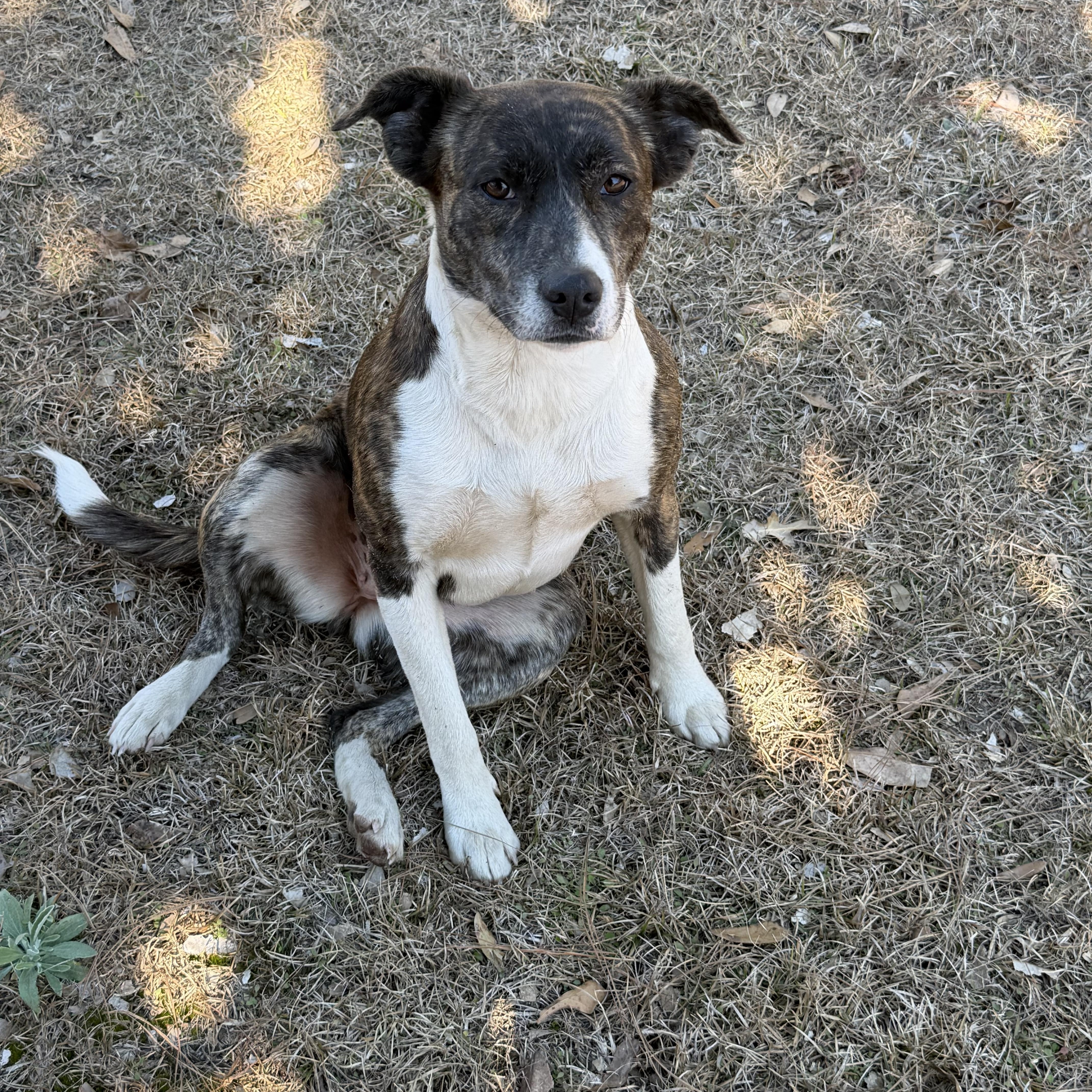 An adult medium-sized female Brindle Labrador Retriever dog named Jill for adoption in Lucedale, MS