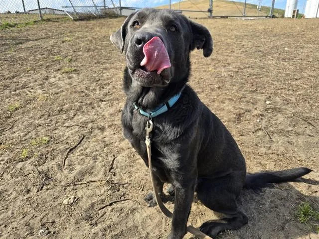 A young large-sized male Mastiff dog named Henry for adoption in Ocala, FL
