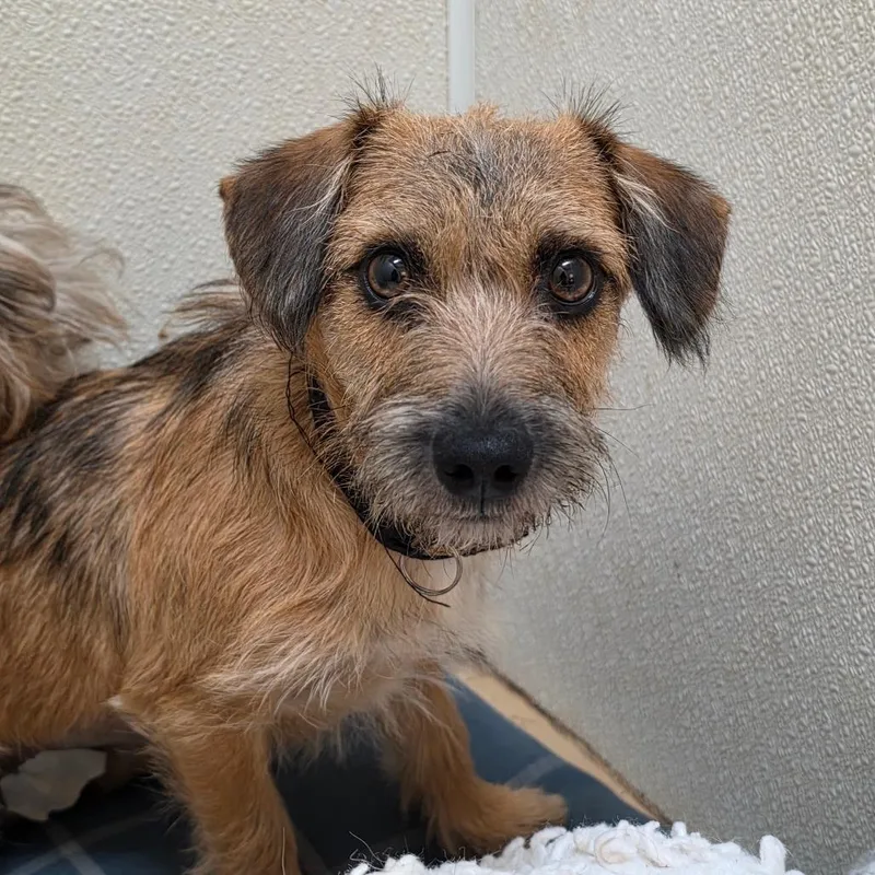 A young small-sized female Brown / Chocolate Terrier dog named Ridley  Chino Hills for adoption in Chino Hills, CA