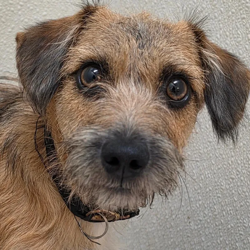 Ridley  Chino Hills thumbnail 2