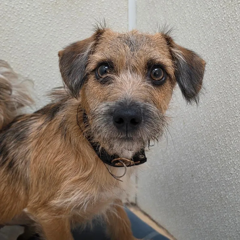 Ridley  Chino Hills thumbnail 3