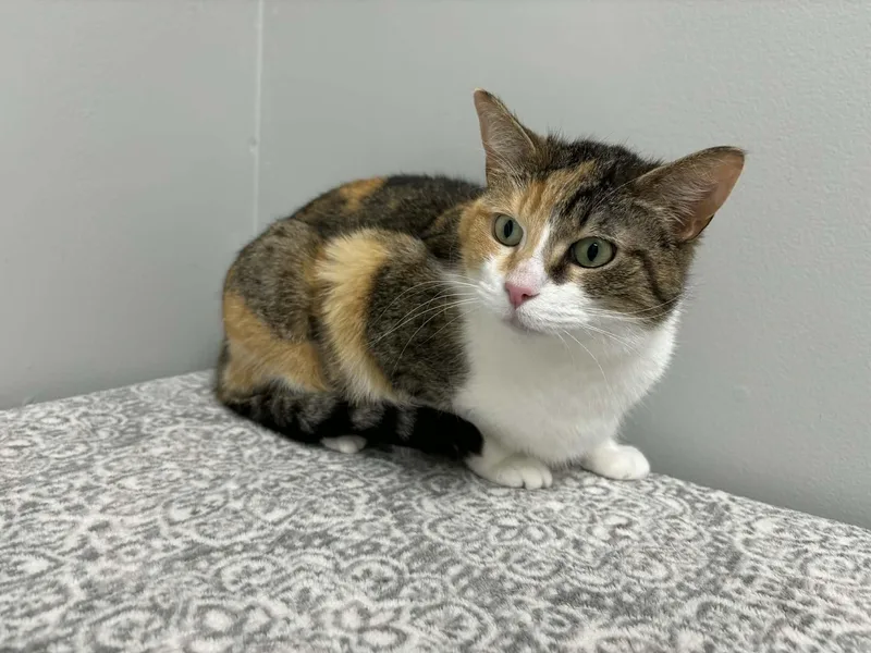 An adult medium-sized female Calico Domestic Short Hair cat named Cc for adoption in Frankfort, IN