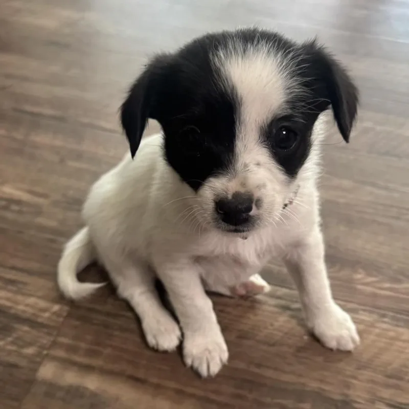 A baby small-sized female White / Cream Jack Russell Terrier dog named Roo for adoption in Cashmere, WA