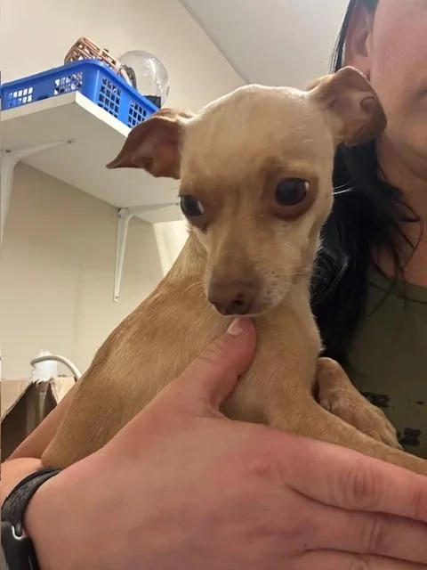 An adult small-sized female Chihuahua dog named Luna for adoption in Blountville, TN