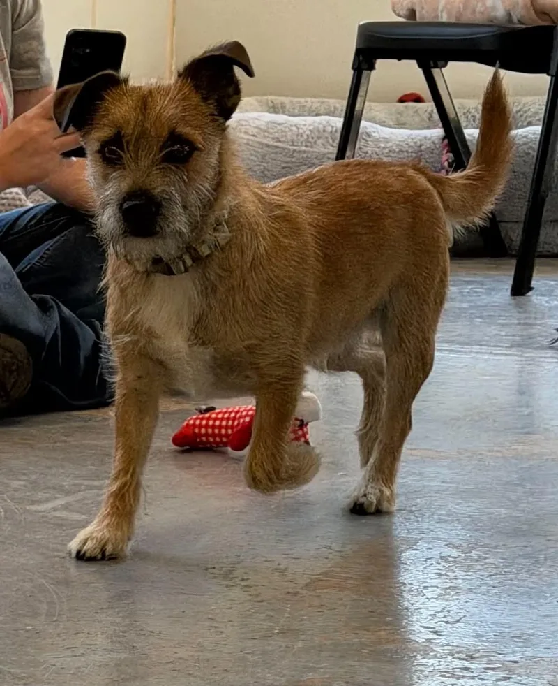An adult small-sized male Golden Jack Russell Terrier dog named Grilled Cheese Joey for adoption in Martinsville, IN