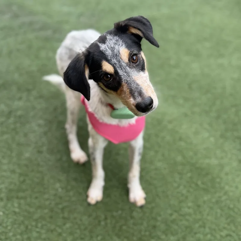 A young medium-sized female Mixed Breed dog named Gorgonzola for adoption in Schaumburg, IL