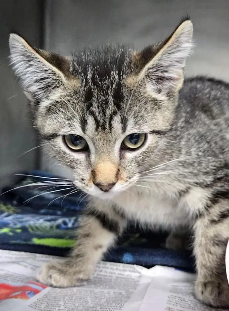 A baby medium-sized male Domestic Short Hair cat named Diode for adoption in Cincinnati, OH