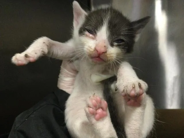 A baby small-sized female Domestic Short Hair cat named Robin for adoption in Thousand Palms, CA