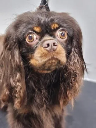 An adult small-sized female Cavalier King Charles Spaniel dog named Jewel Fka Dog for adoption in West Chester, PA