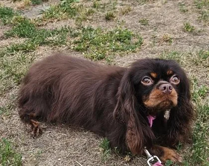 Jewel Fka Dog thumbnail 2