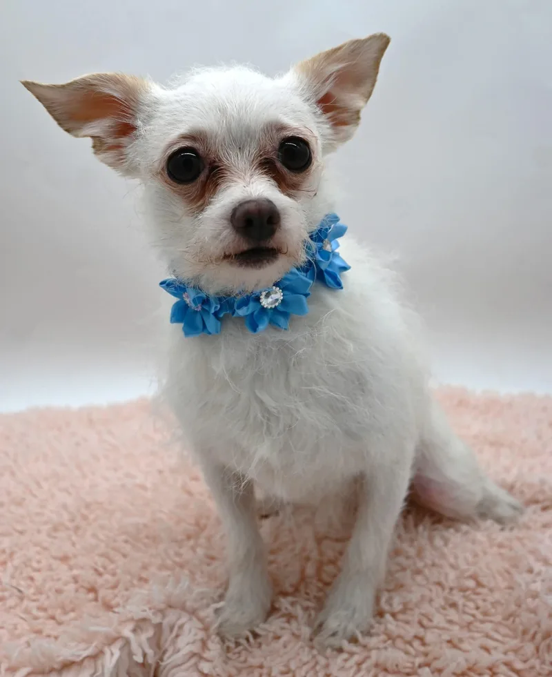 An adult small-sized female Chihuahua dog named Squirrel. for adoption in Mobile, AL