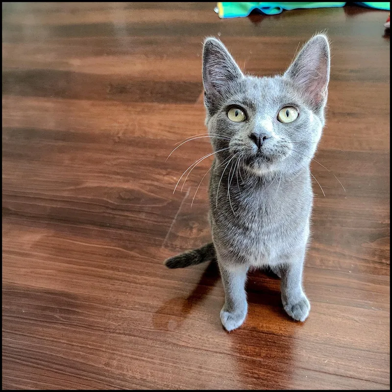 A young medium-sized female Gray / Blue / Silver Domestic Short Hair cat named Lulu for adoption in Roswell, GA