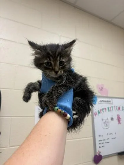 A baby small-sized male Domestic Short Hair cat named Clyde for adoption in Westland, MI