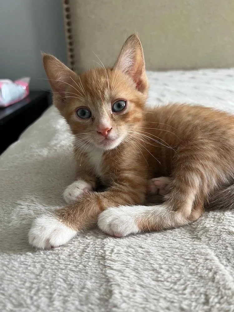 A baby small-sized male Orange & White Domestic Short Hair cat named Rufio for adoption in Lake Wylie, SC