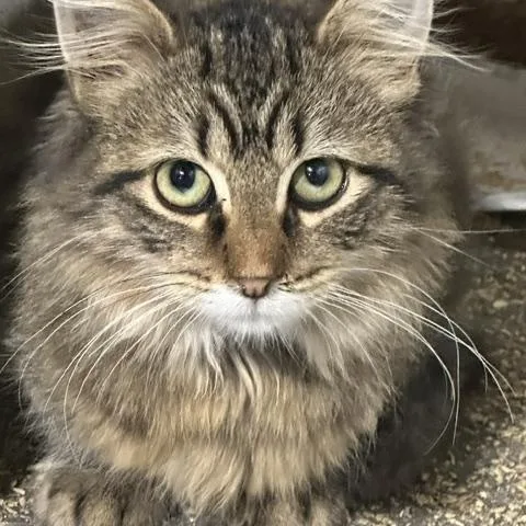 A baby medium-sized male Domestic Long Hair cat named Tiger for adoption in Lakeville, MN
