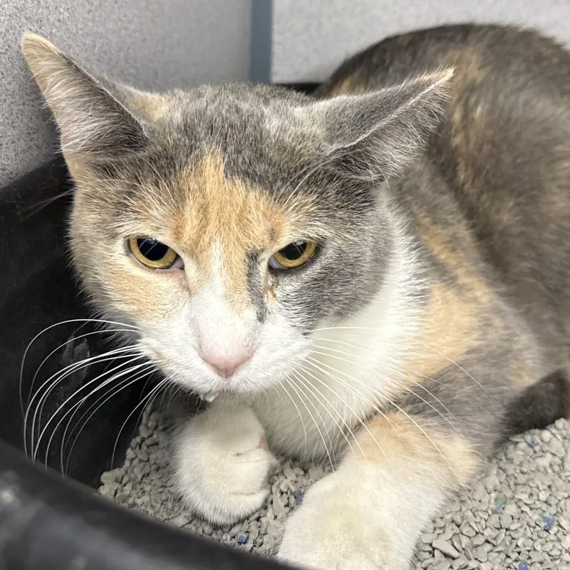 An adult medium-sized female Tortoiseshell Domestic Short Hair cat named Luna for adoption in Evansville, IN