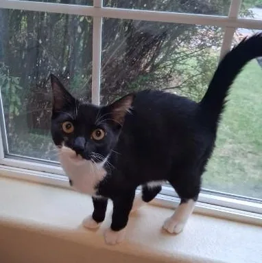 A baby medium-sized female Black & White / Tuxedo Domestic Short Hair cat named Dr Pepper for adoption in Springfield, OR