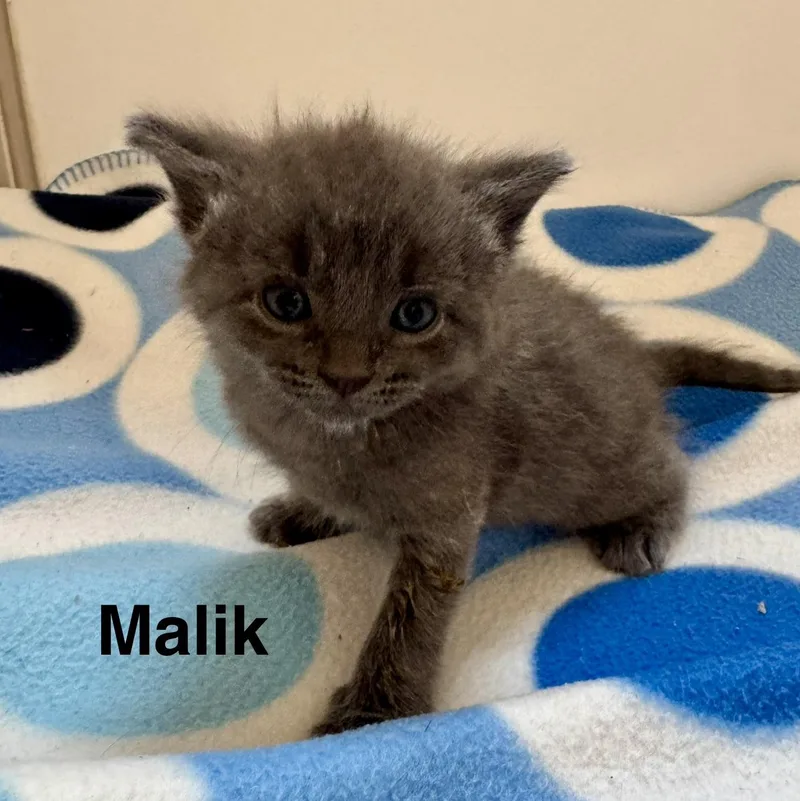 A baby small-sized male Gray / Blue / Silver Domestic Medium Hair cat named Malik for adoption in Milwaukee, WI