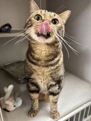 A senior small-sized male Domestic Short Hair cat named Zimba  Office Cat for adoption in East Brookfield, MA