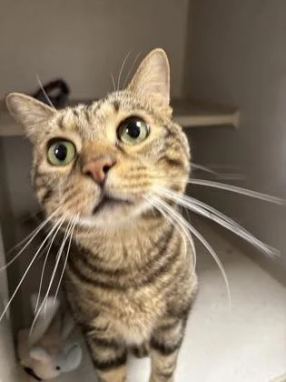 Zimba  Office Cat thumbnail 2