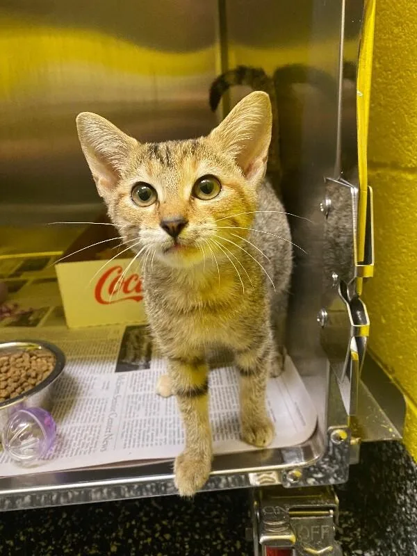 A young medium-sized female Tabby (Brown / Chocolate) Domestic Short Hair cat named Goose for adoption in Jackson, TN
