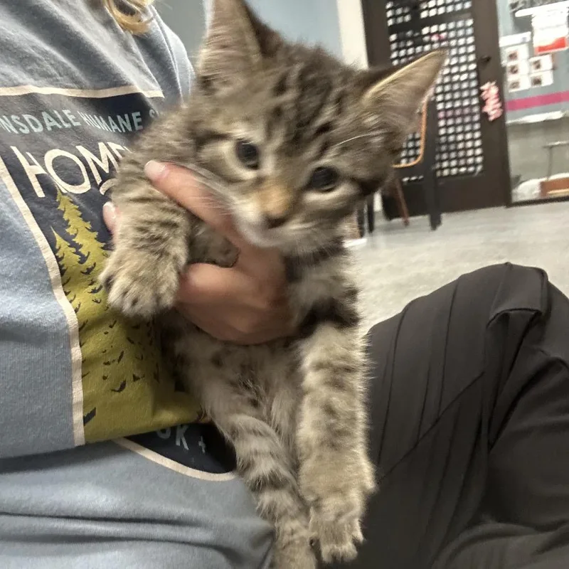 A baby small-sized male Brown / Chocolate Domestic Short Hair cat named Gain for adoption in Hinsdale, IL