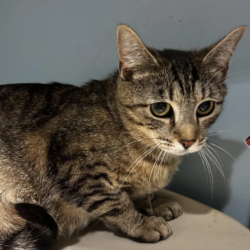 An adult medium-sized female Buff / Tan / Fawn Domestic Short Hair cat named Lassi for adoption in Chattanooga, TN
