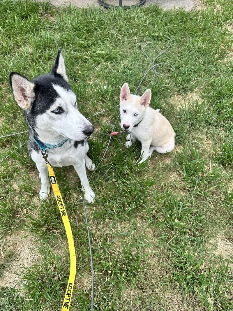 An adult medium-sized female Husky dog named S'more Storm for adoption in Houston, TX