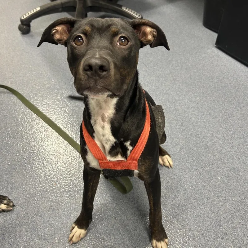A young medium-sized female Black Mixed Breed dog named Venus for adoption in St Joseph, MO