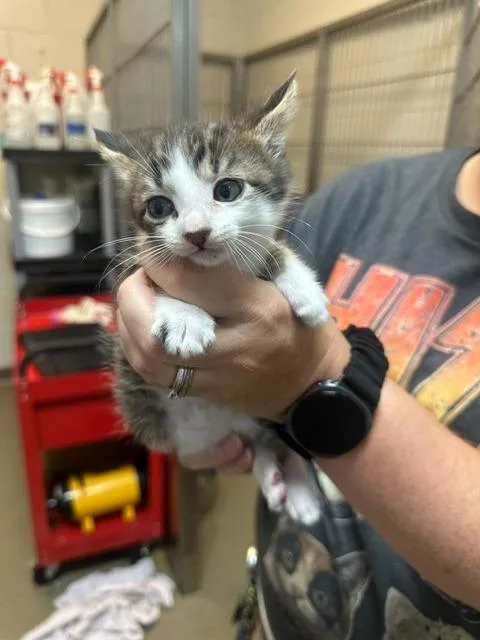 A baby small-sized male Domestic Short Hair cat named Chiltepin for adoption in Rome, GA