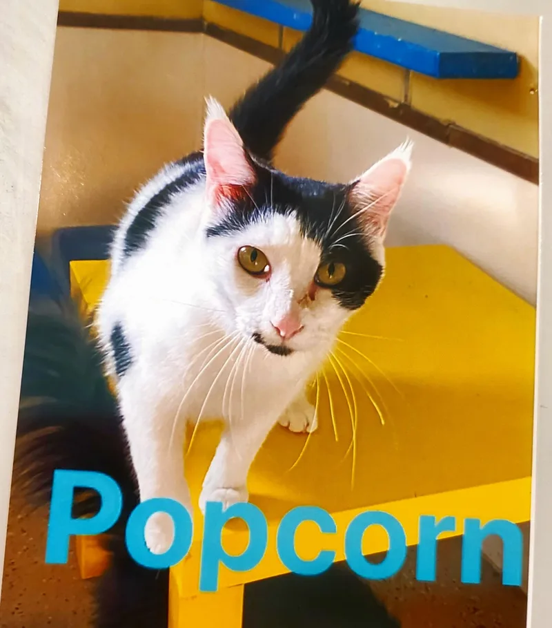 Popcorn thumbnail 6