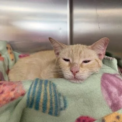 An adult small-sized female Orange / Red Domestic Short Hair cat named Bot Bot for adoption in Dubuque, IA