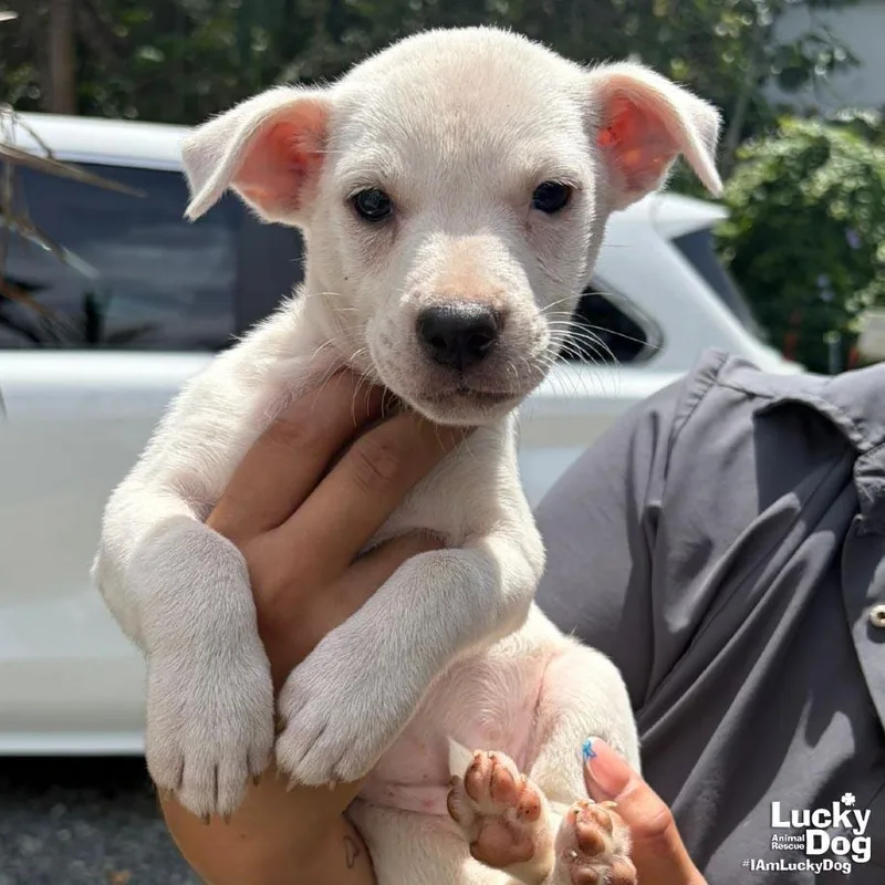 A baby medium-sized female Labrador Retriever dog named Nina for adoption in Washington, DC