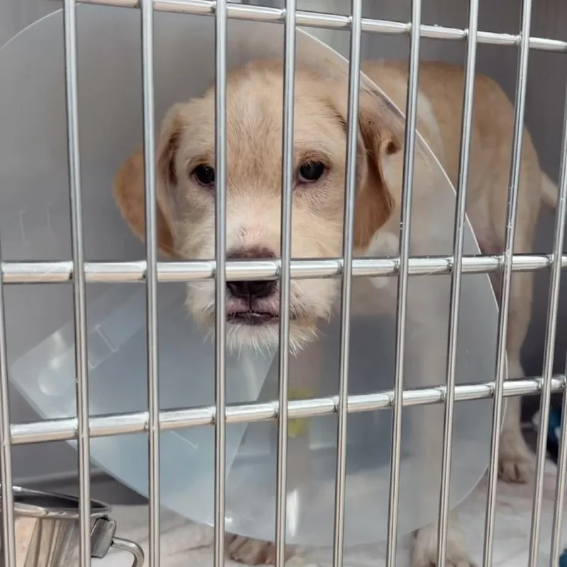 A young medium-sized male Yellow / Tan / Blond / Fawn Mixed Breed dog named Sonny A for adoption in Middletown, NY