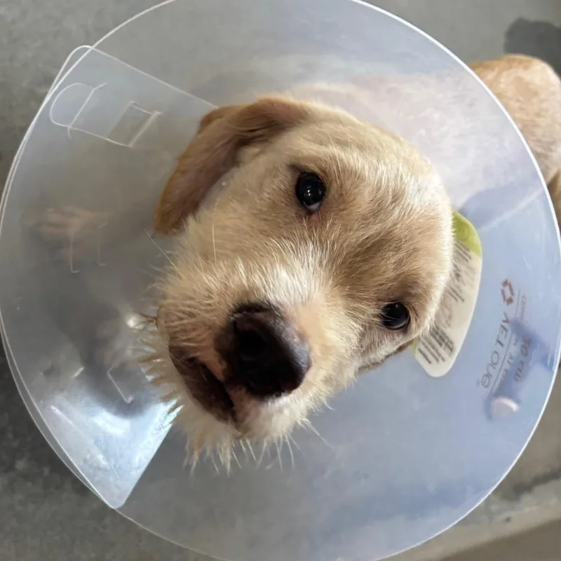 Sonny A thumbnail 2