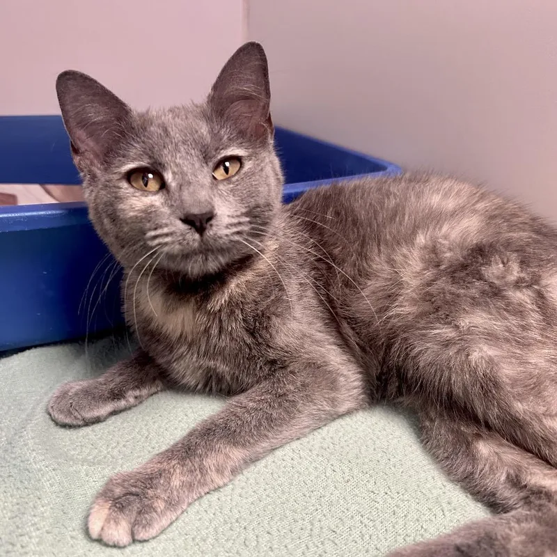 A young small-sized female Gray / Blue / Silver Domestic Short Hair cat named April for adoption in St Joseph, MO