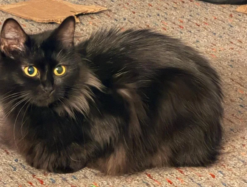 An adult small-sized female Black Domestic Long Hair cat named Naomi for adoption in Battle Ground, WA