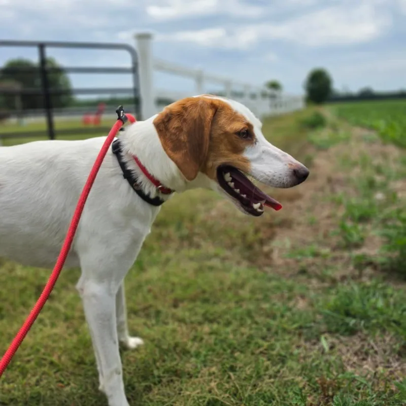An adult medium-sized female White / Cream American Foxhound dog named Birdie FKA Bucee for adoption in Chesapeake, VA