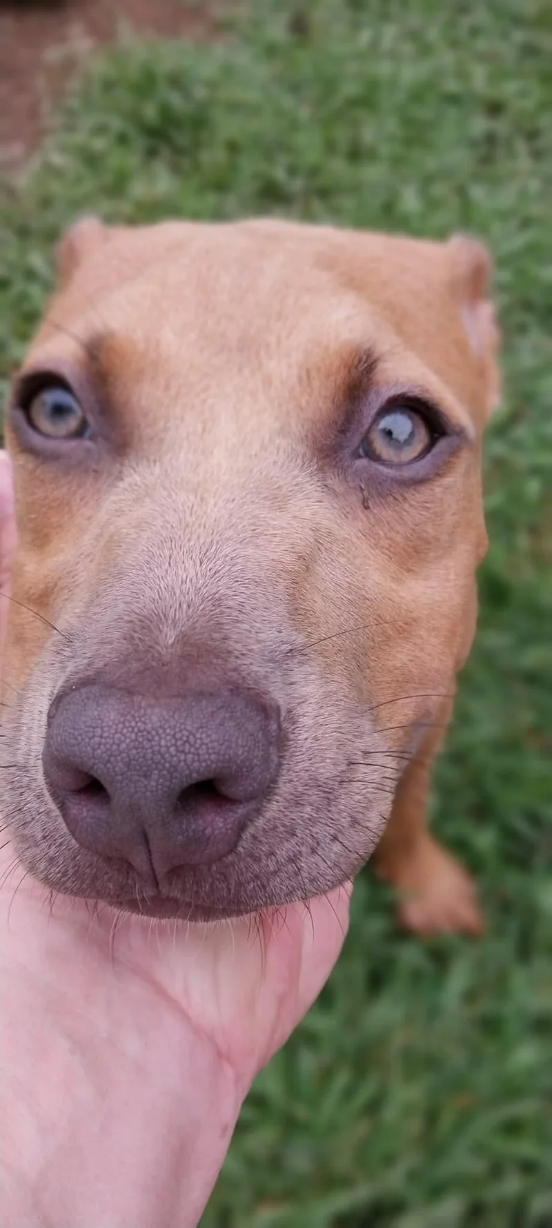 A baby medium-sized female Labrador Retriever dog named Abigail for adoption in Griswold, CT