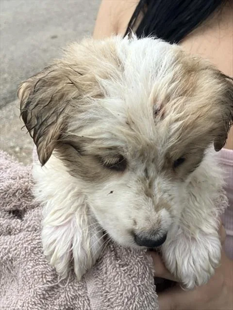 A young large-sized female Mixed Breed dog named Dolly for adoption in Dallas, TX