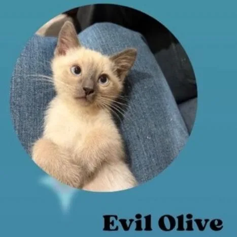 A baby small-sized male Lilac Point Siamese cat named Evil Olive for adoption in Westminster, CA